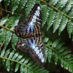 butterfly-at-rest