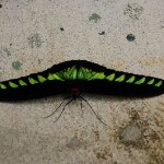 butterfly-black-green