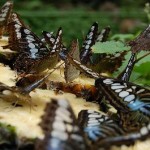 butterfly-group