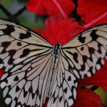 butterfly-spread-wings