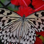 butterfly-wide-wings