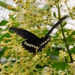 flying-butterfly