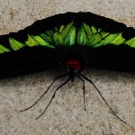 green-butterfly