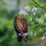 hanging-butterfly