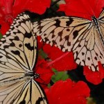 two-butterflies