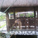 IMG_8882